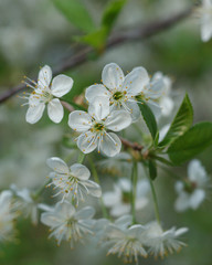 many little white tree flowers