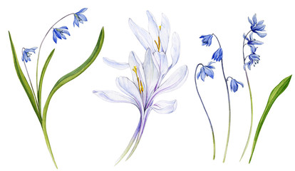 Set of watercolor images of spring flowers. White crocuses and blue snowdrops on a white isolated background.