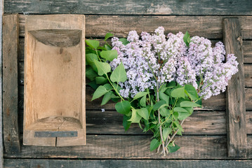 Fototapeta na wymiar Blooming lilac tree branches in old trough on garden wooden table background.