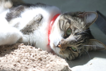 Chatte