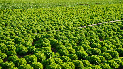 Lettuce garden in field.  Vegetable garden. Growing lettuce.