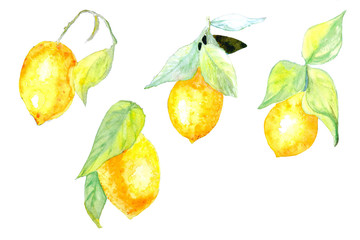 4 yellow lemons with green leaves on sprigs