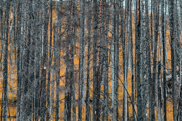verbrannte Bäume, nach einem Waldbrand in Canada 