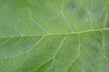 Fototapeta premium green leaf texture