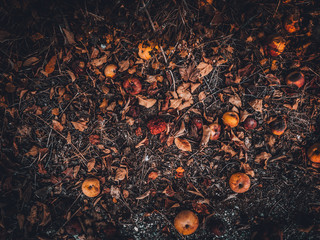 autumn theme leaves on the ground