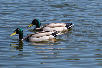Mallard (Anas platyrhynchos), Victoria Park, Belfast, Northern Ireland, UK