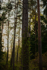 Obraz premium birds home in the forest in the morning