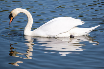 Mute Swan (Cygnus olor), Victoria Park, Belfast, Northern Ireland, UK