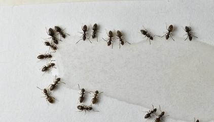 Close up picture of small brown ants, called Odorous House Ants, eating poison.