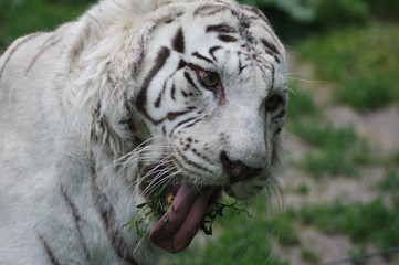 white bengal tiger
