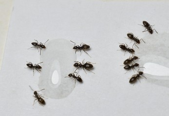 Close up picture of small brown ants, called Odorous House Ants, eating poison.