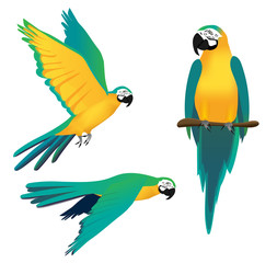 vector illustration of turquoise ara parrot in three positions: sitting on a branch and flying with wings stretched in the sky and pointing downwards