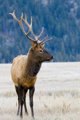 Hirsch - Deer - Canada