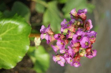 Bergenia flower