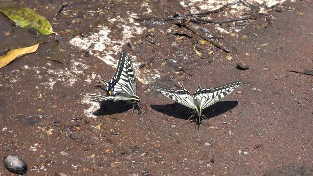 Tokyo,Japan-May 8, 2020: Courtship behavior of Swallowtail butterflies 
