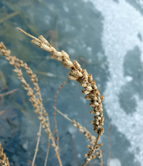 Dried grass on a frozen lake
