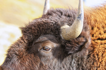 Close view of a bison head © donyanedomam
