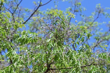 Chinaberry (Melia azedarach) flowers / meliaceae deciduous tall tree.