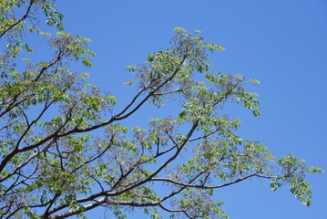 Chinaberry (Melia azedarach) flowers / meliaceae deciduous tall tree.