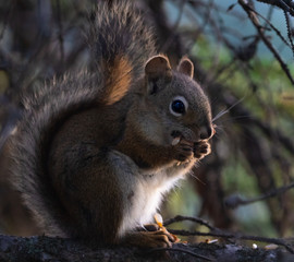 Eichhörnchen in Canada
