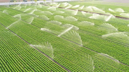 Irrigation sytem works in lettuce field.  Aerial view. Growing lettuce.