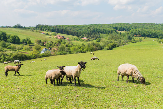 a green meadow with sheep