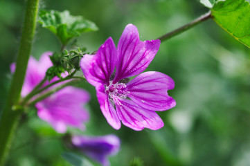 purple flower in the garden
