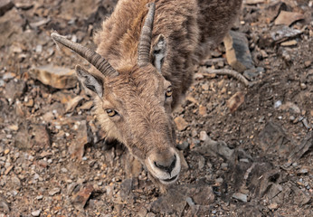 Portrait of an ibex looking straight up. They can climb with incredible certainty even on steep cliffs, and even cubs are able to follow their mother in about two hours after birth.(CAPRA CAUCASICA)