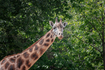 Portrait of a giraffe in the background of deciduous trees.The giraffe is the second most endangered subspecies of giraffe with only a few hundred living individuals(Giraffa camelopardalis rothschildi