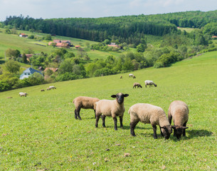 Fototapeta premium a green meadow with sheep
