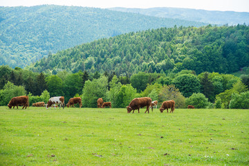 Dairy cows grazing on a meadow in a spring landscape