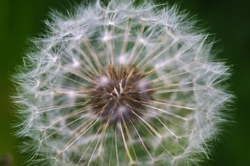 Abwaschbare Fototapete dandelion seed head © Robert