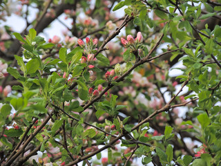 cherry tree in spring