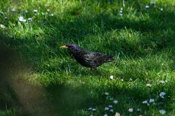 European Starling (Sturnus vulgaris), Victoria Park, Belfast, Northern Ireland, UK