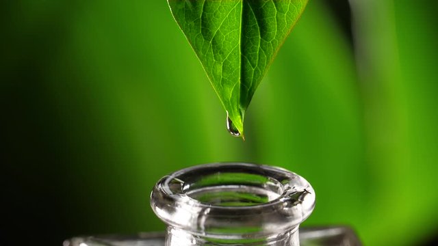 Herbal essence. Alternative healthy medicine