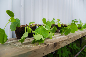 Cucumber seedlings on a wooden bench on a sandwich panel background. Close-up. Healthy eating concept. Gardening.