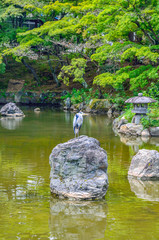 Fototapeta na wymiar 京都の円山公園の池とシラサギ
