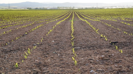 Fototapeta na wymiar The view of small corn seed plant in field. Growing corn in soil.