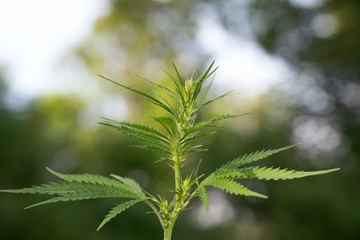 A branch of hemp bush close-up. Shrub young cannabis on a bright summer day.