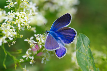 butterfly on flower