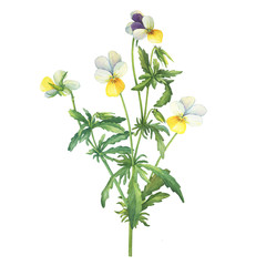 The yellow wild pansy flower (Viola tricolor, Viola arvensis, heartsease, Johnny Jump up, kiss-me-quick) Hand drawn botanical watercolor painting illustration isolated on white background