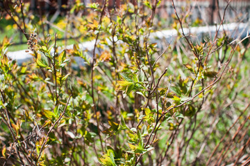 Bright tender first spring leaves