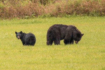 Mama Bär mit Kindern