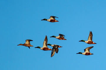 Flock of Northern shovelers flying in blue sky, Colorado