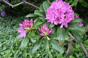 Rododendron&oacute;w kwiaty w parku publicznym