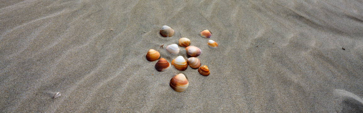 Shells in the sand in the beach of the white dunes in Porto Pino. Banner image