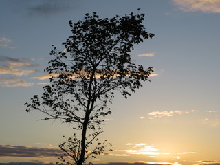 a lone tree against the sky