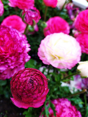 pink flowers in a garden
