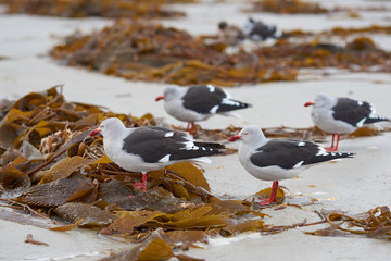 Group of Dolphin Gulls (Leucophaeus scoresbii) on a kelp strewn beach on Saunders Island in the...