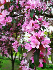 pink flowers in the garden